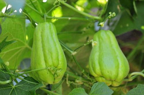 药物佛手瓜怎么吃,佛手瓜的多样食用方法与药用功效解析