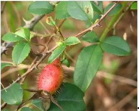 樱校吃瓜图片,揭秘校园吃瓜背后的故事