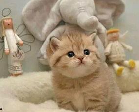 猫咪吃毛瓜,毛瓜引发的美食探险