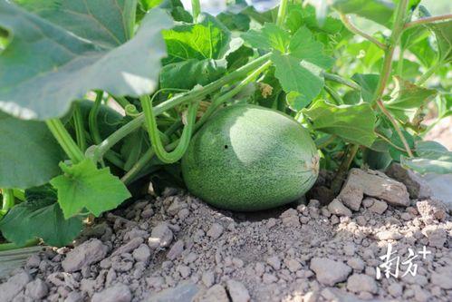 我正在吃一个很大的瓜,揭秘我独享的超级大瓜盛宴